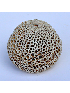 Inverted Puka Lamp #5 by Christopher Edwards