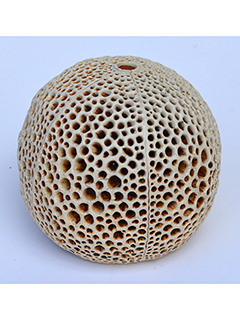 Inverted Puka Lamp #6 by Christopher Edwards