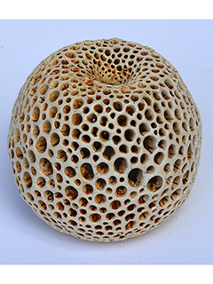 Inverted Puka Lamp #7 by Christopher Edwards