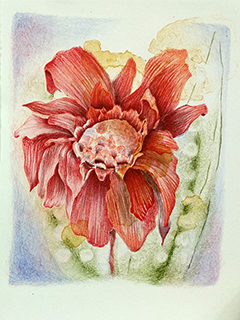 Ginger by Gina Bacon Kerr