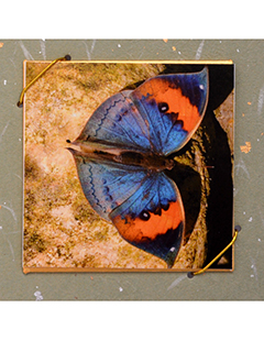 Inner Beauty by Bruce Behnke
