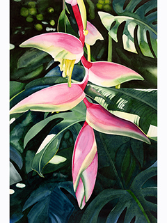 Pink Heliconia by Kathleen Alexander