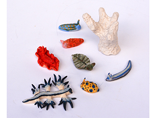 Baby Nudibranchs by Kimberly De Souza