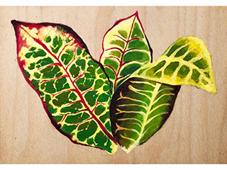 Croton by Ember  Hirata
