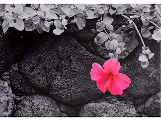 Pink Hibiscus on Lava Rock Wall by Debra Casey