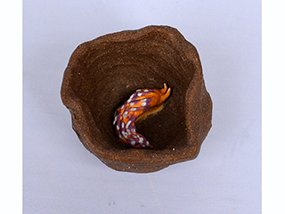 Sleeping Flabellina by Kimberly De Souza