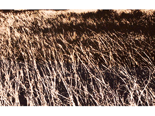 Grass by Jeff Dunn