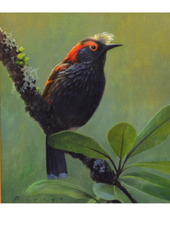Akohekohe by Michael Furuya
