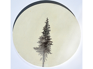 Douglas Fir by Hiroko Sakurai