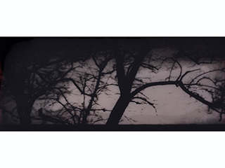 Tanglewood by Calvin Collins