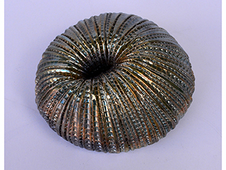 Fungi Coral A by Christopher Edwards