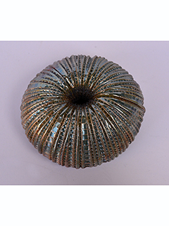 Fungi Coral B by Christopher Edwards