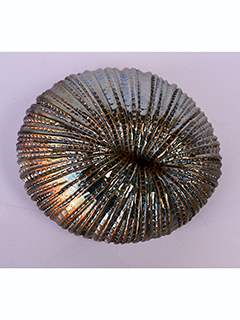 Fungi Coral C by Christopher Edwards