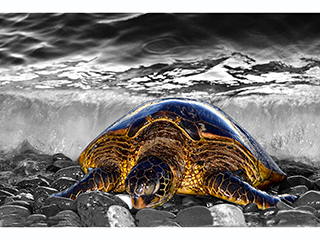 Honu (Magnet) by Debra Casey