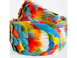 Beauty of Feathers-Parrot and Macaw by Boris Huang